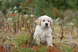GOLDEN RETRIEVER 277